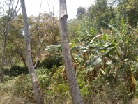 venta de terrenos en nayarit en Puerto Vallarta, Jalisco