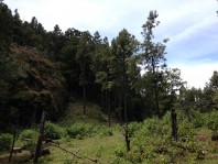 Terrenos de 2,500 m2 en la sierra de Tapalpa (Juan en Tapalpa, Jalisco