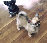 Hermosa Bueno Bred Capa larga de la chihuahua mach en Sabinas, Coahuila de Zaragoza