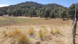 Terreno 10,500 m2,en sierra de tapalpa (Juanacatla en Tapalpa, Jalisco