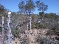 Bonito terreno campestre de 80 x 40 m2 en Linares, Nuevo León