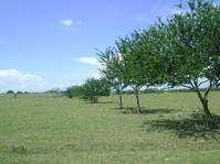 Terreno en venta en Panuco en Panuco, Veracruz